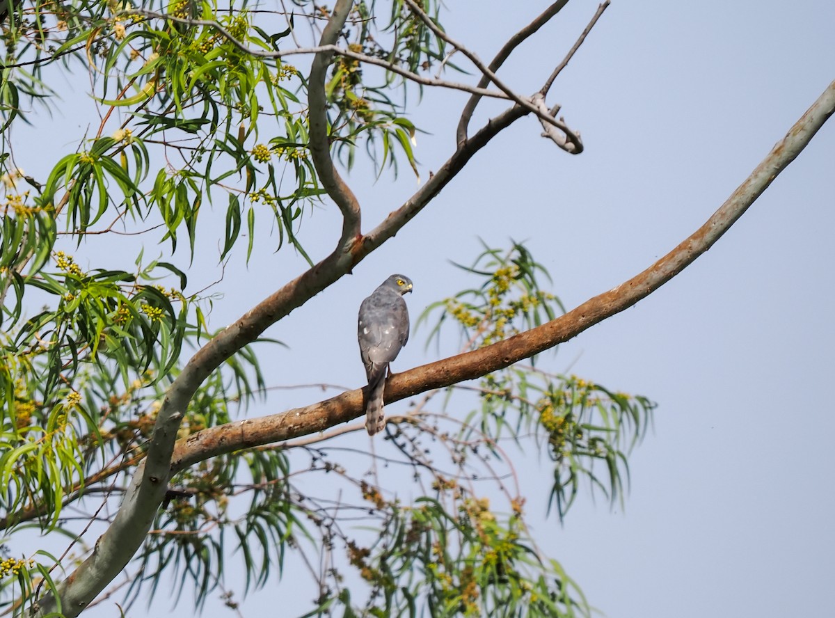 Shikra - ML646374295