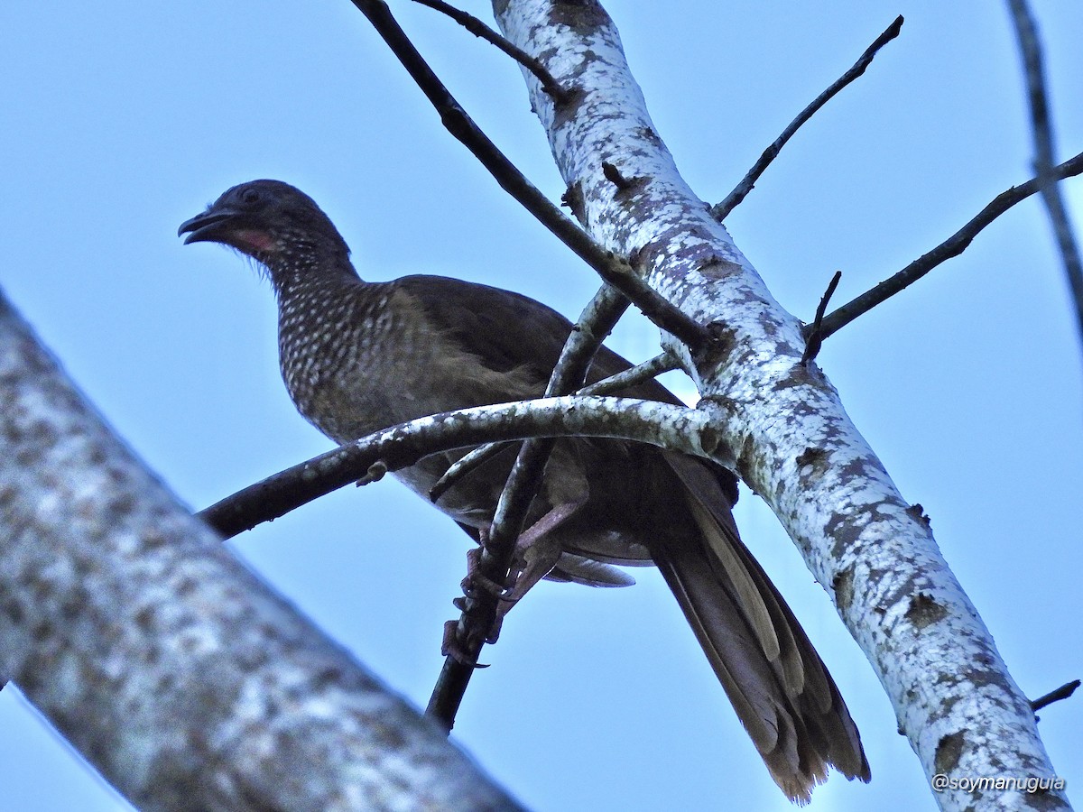 Speckled Chachalaca - ML646374296