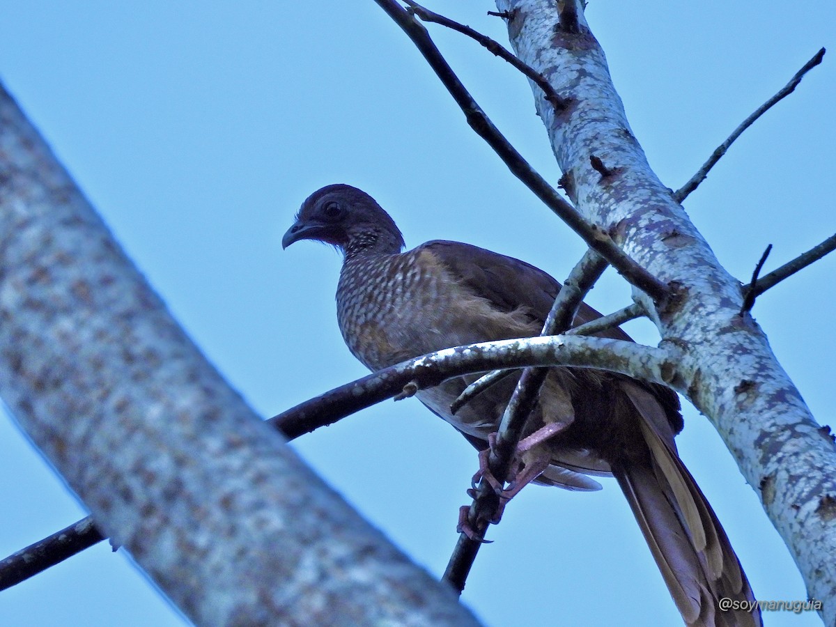 Speckled Chachalaca - ML646374297