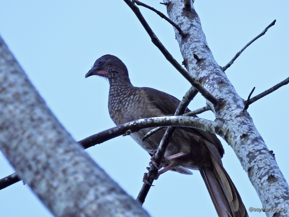 Speckled Chachalaca - ML646374298