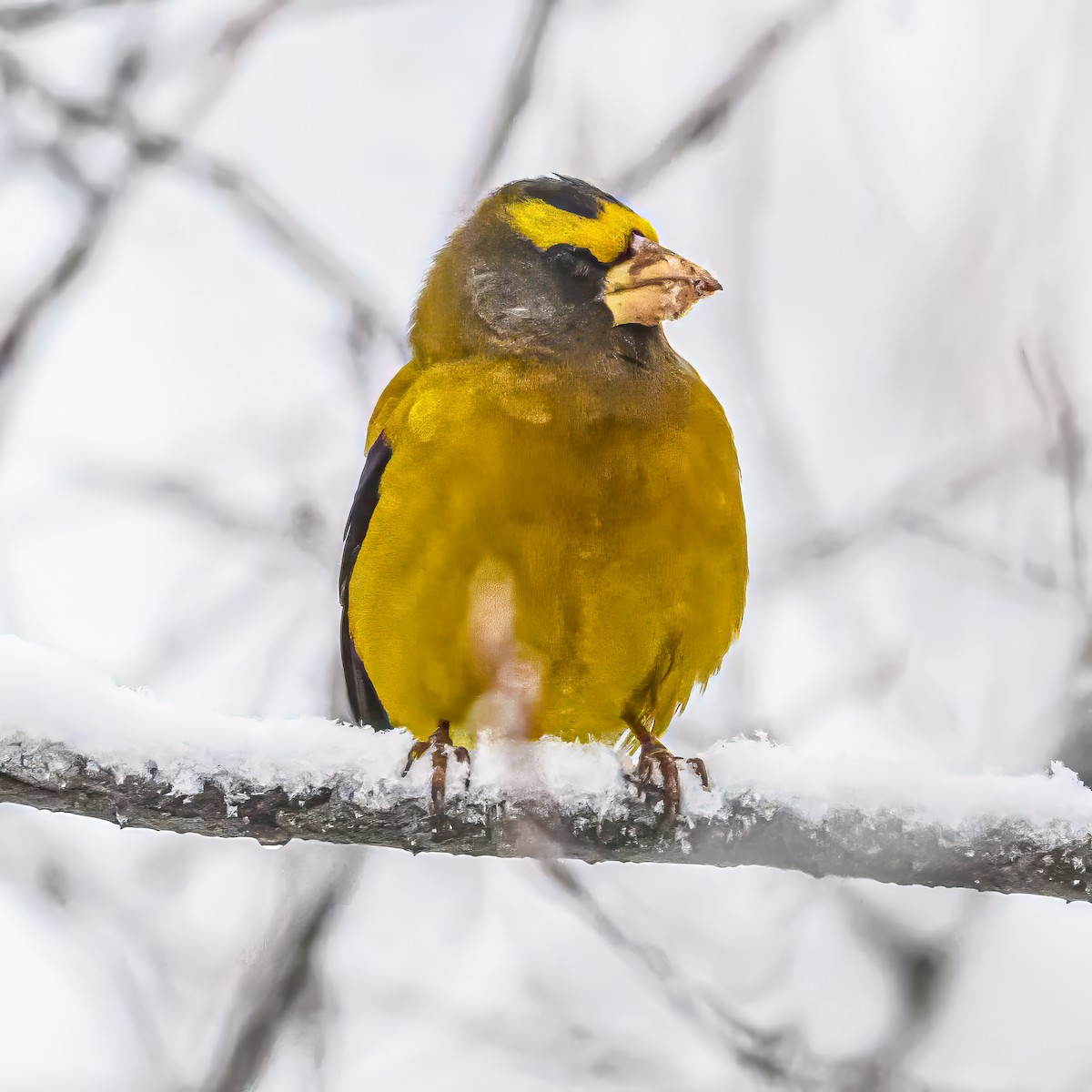 Evening Grosbeak - ML646374301
