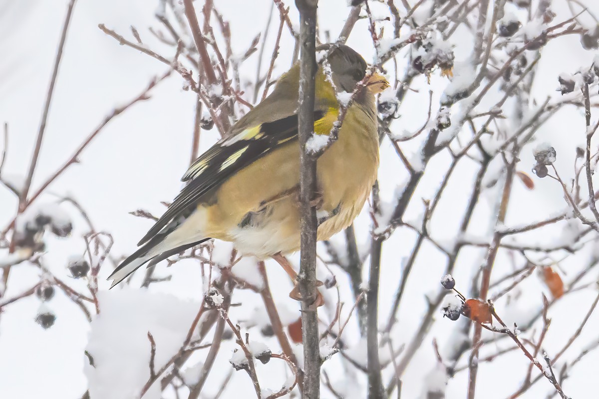 Evening Grosbeak - ML646374302