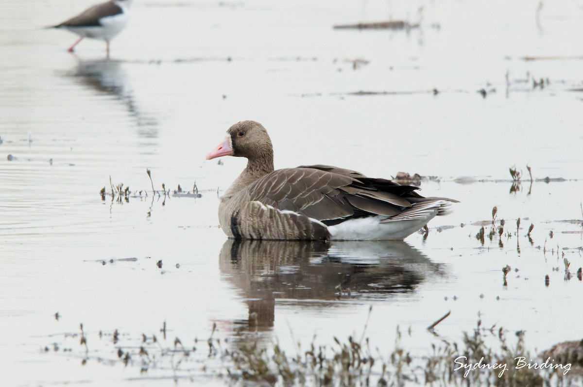 Greater White-fronted Goose - ML646374304