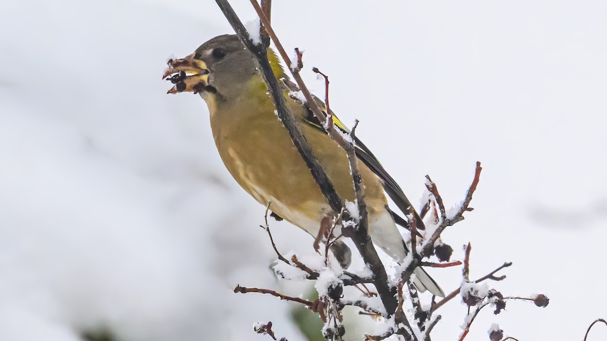Evening Grosbeak - ML646374305