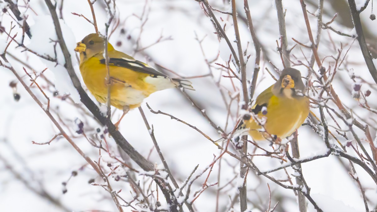 Evening Grosbeak - ML646374306
