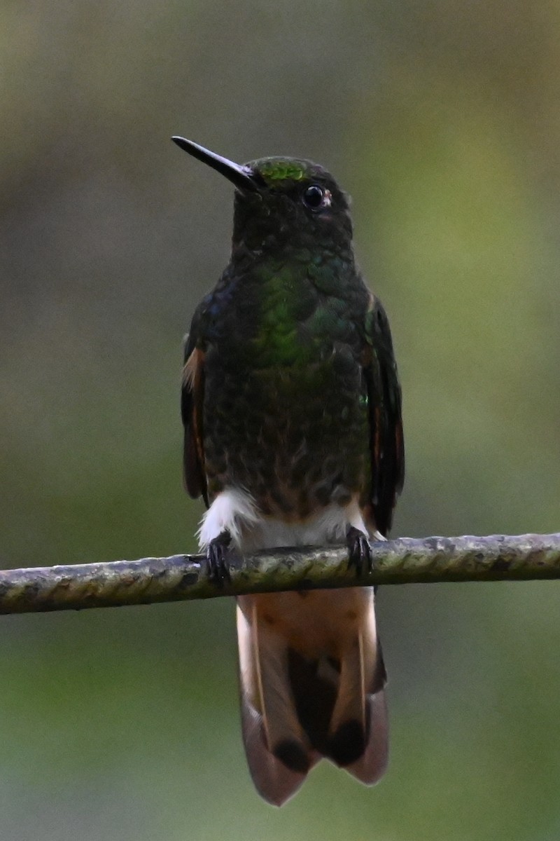 Buff-tailed Coronet - ML646374308