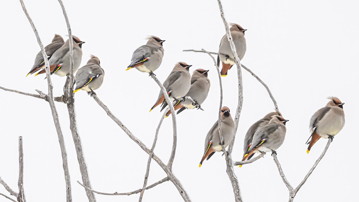 Bohemian Waxwing - ML646374310