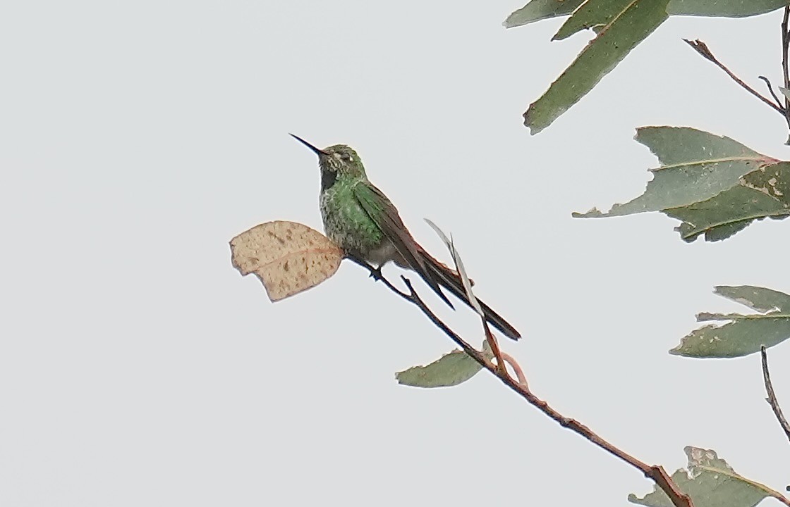 Red-tailed Comet - ML646374317