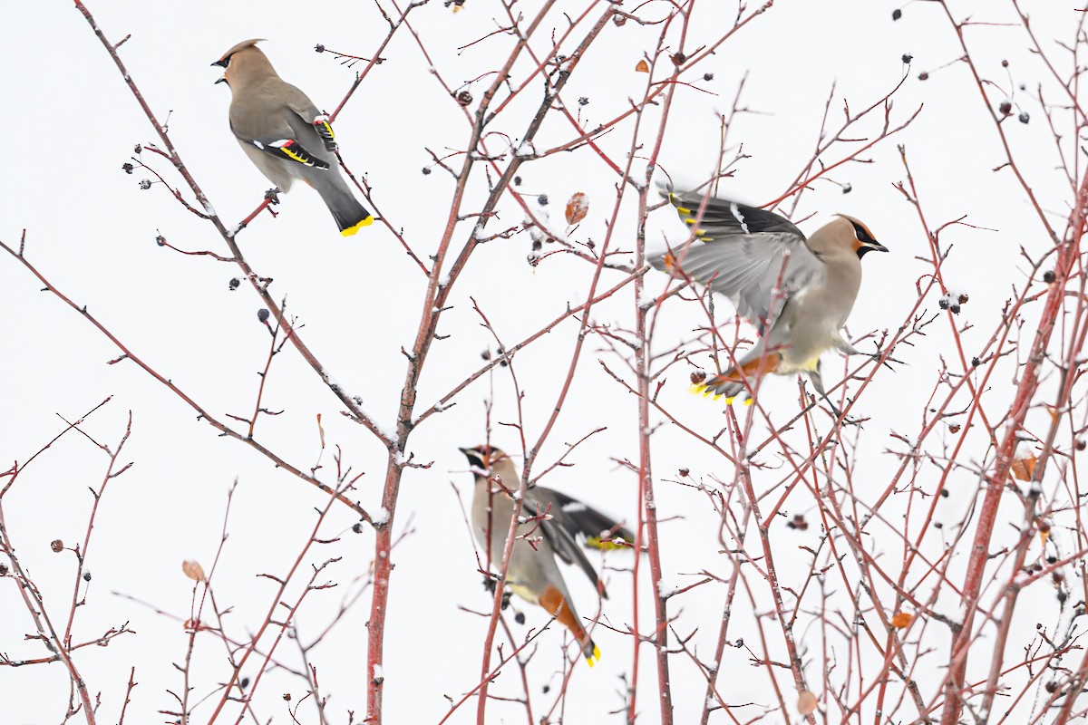 Bohemian Waxwing - ML646374318