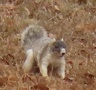 Southern Fox Squirrel - ML646374319