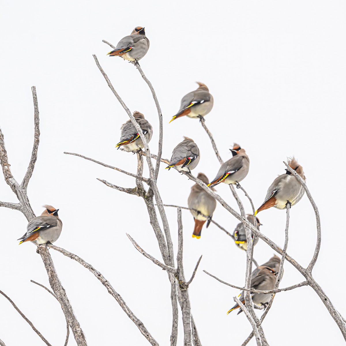 Bohemian Waxwing - ML646374321