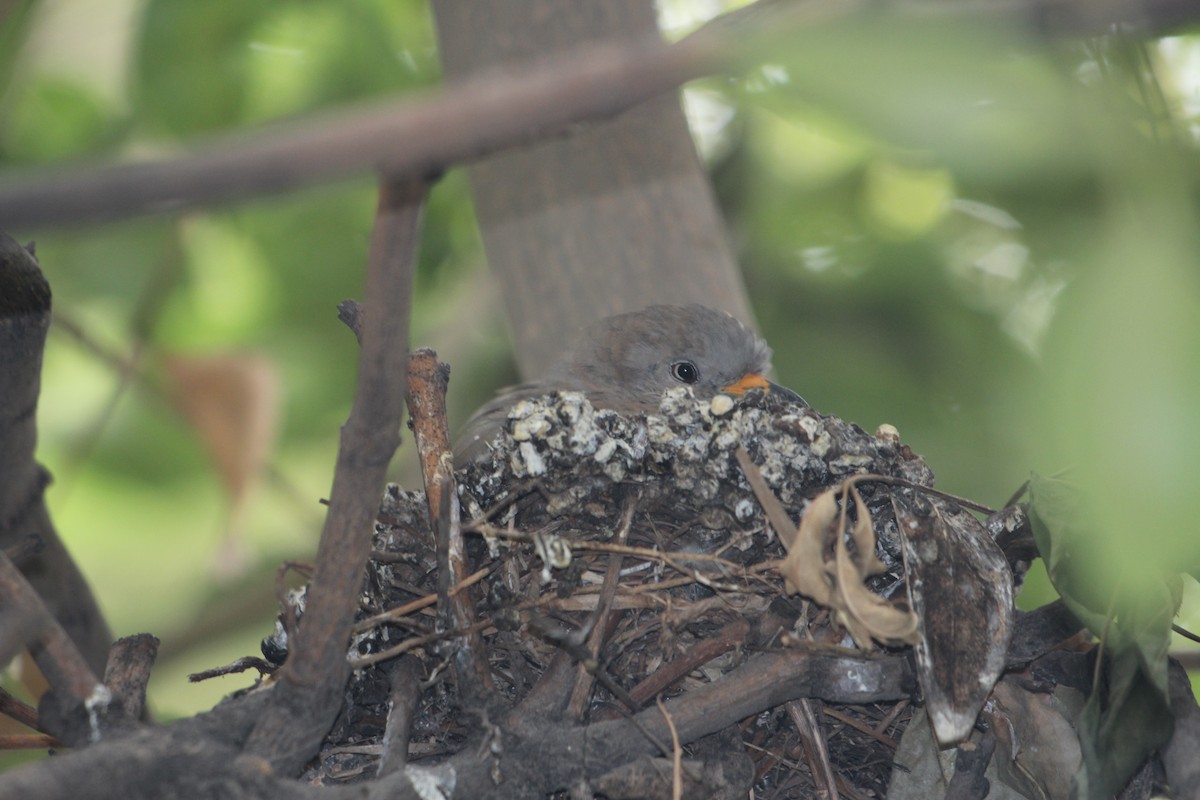Croaking Ground Dove - ML646374323