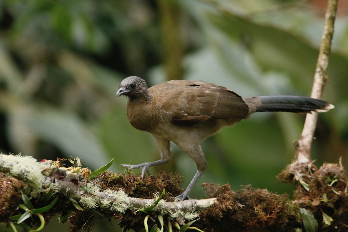 Gray-headed Chachalaca - ML646374329