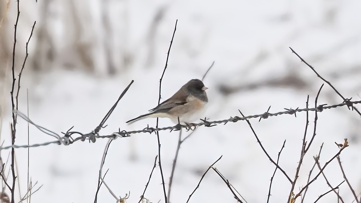 Dark-eyed Junco - ML646374335