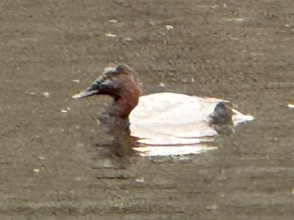 Canvasback - ML646374336