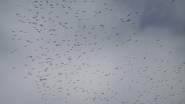 African Openbill - ML646374337