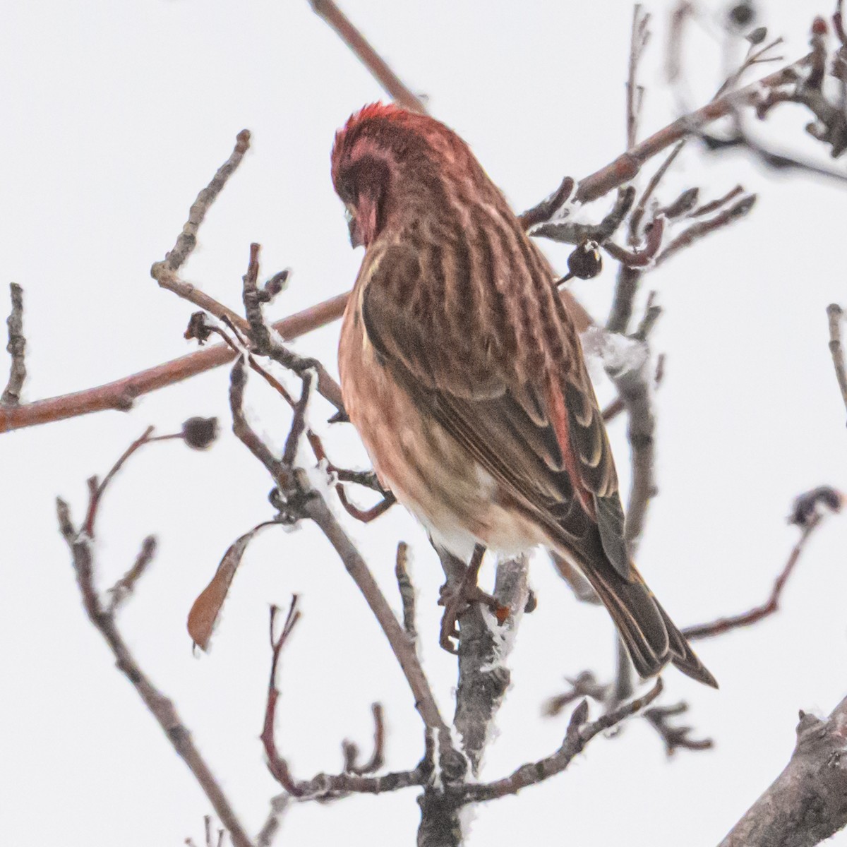 Purple Finch - ML646374338