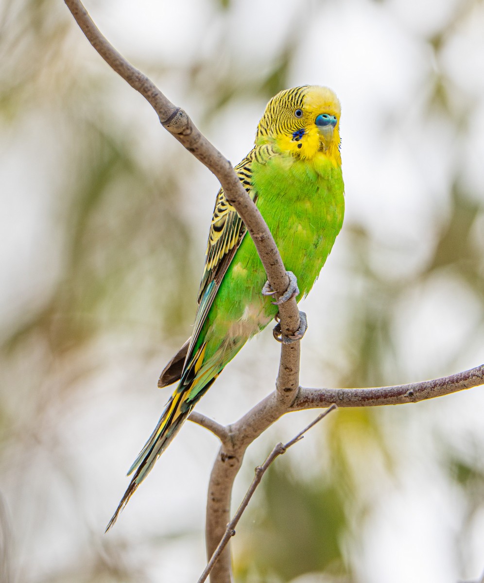 Budgerigar - ML646374342