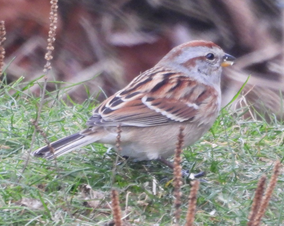 American Tree Sparrow - ML646374343