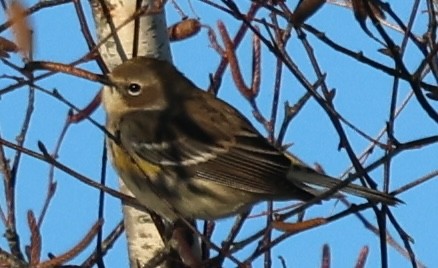 Yellow-rumped Warbler - ML646374347
