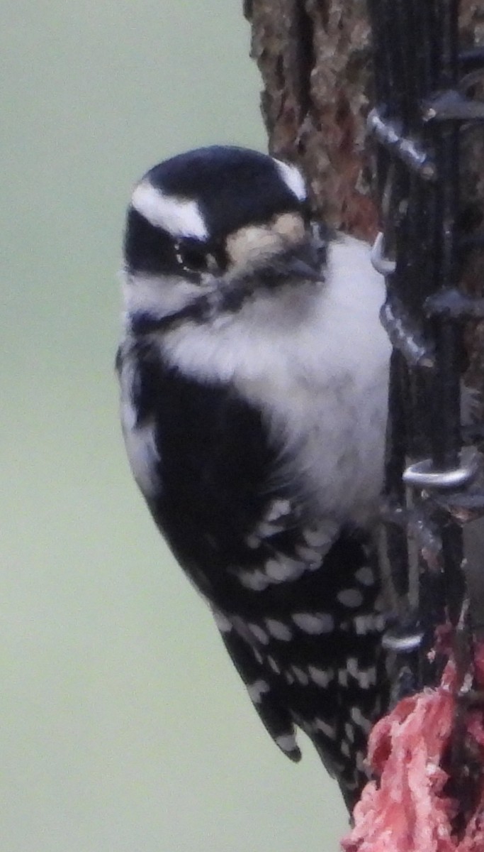 Downy Woodpecker - ML646374348