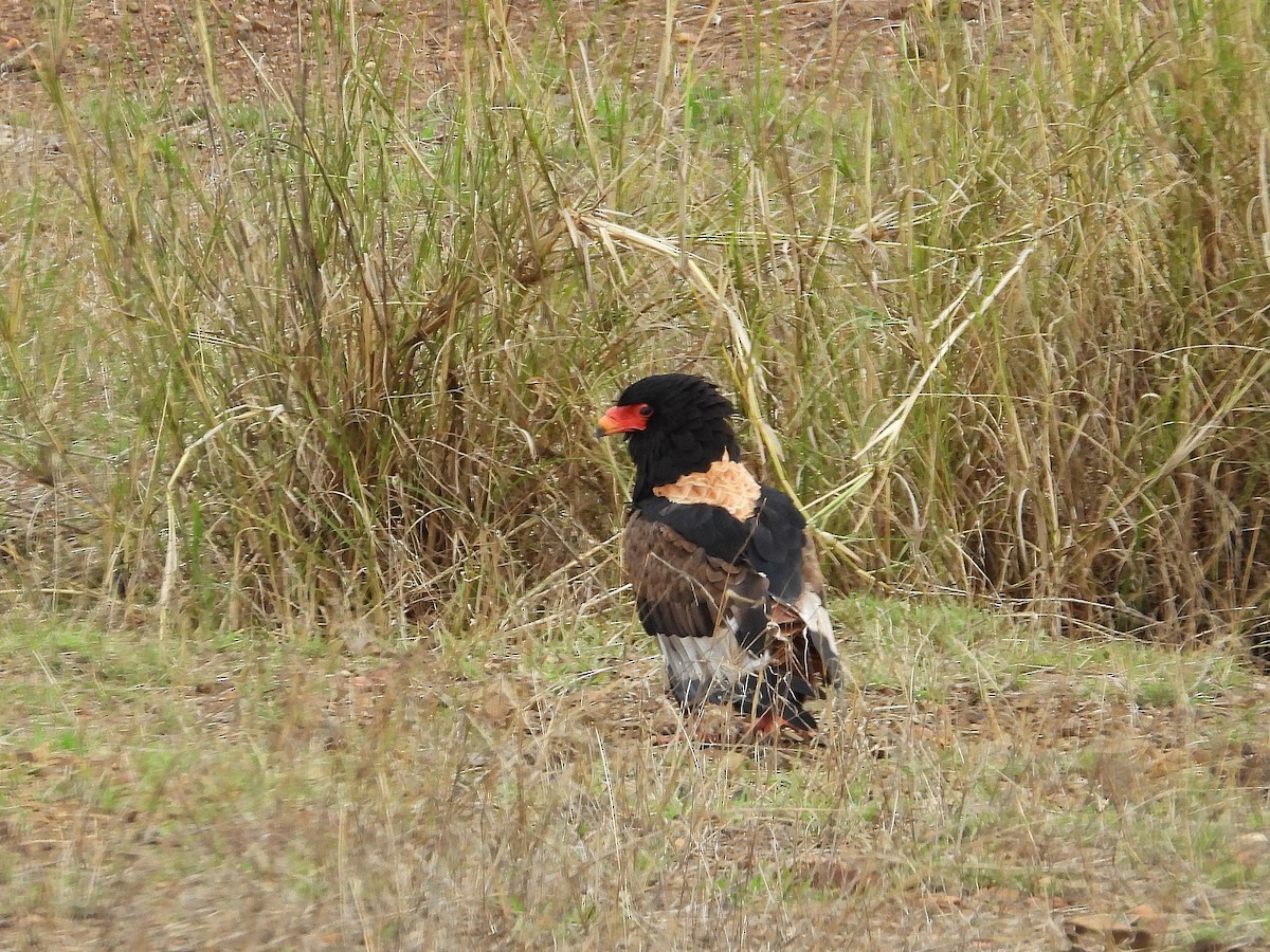 Bateleur - ML646374349