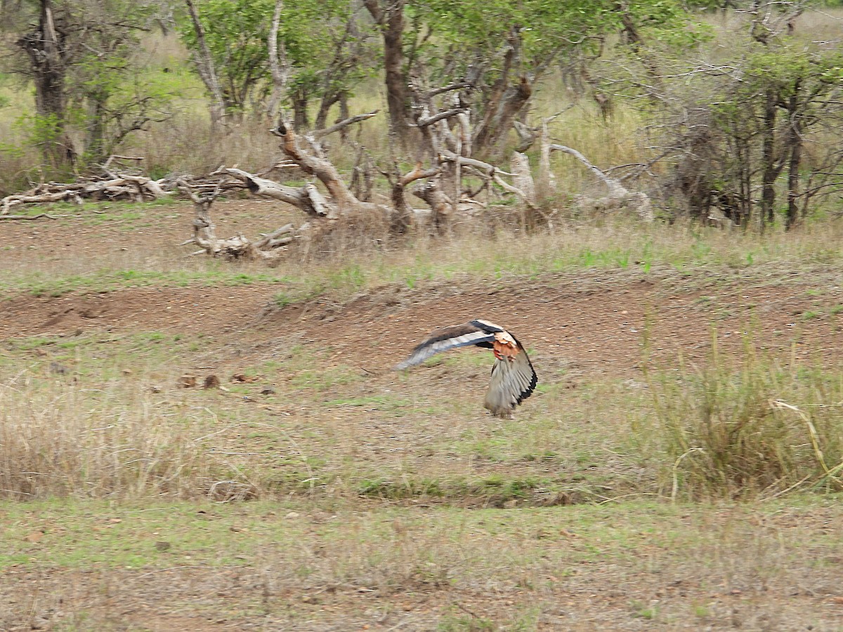 Bateleur - ML646374350