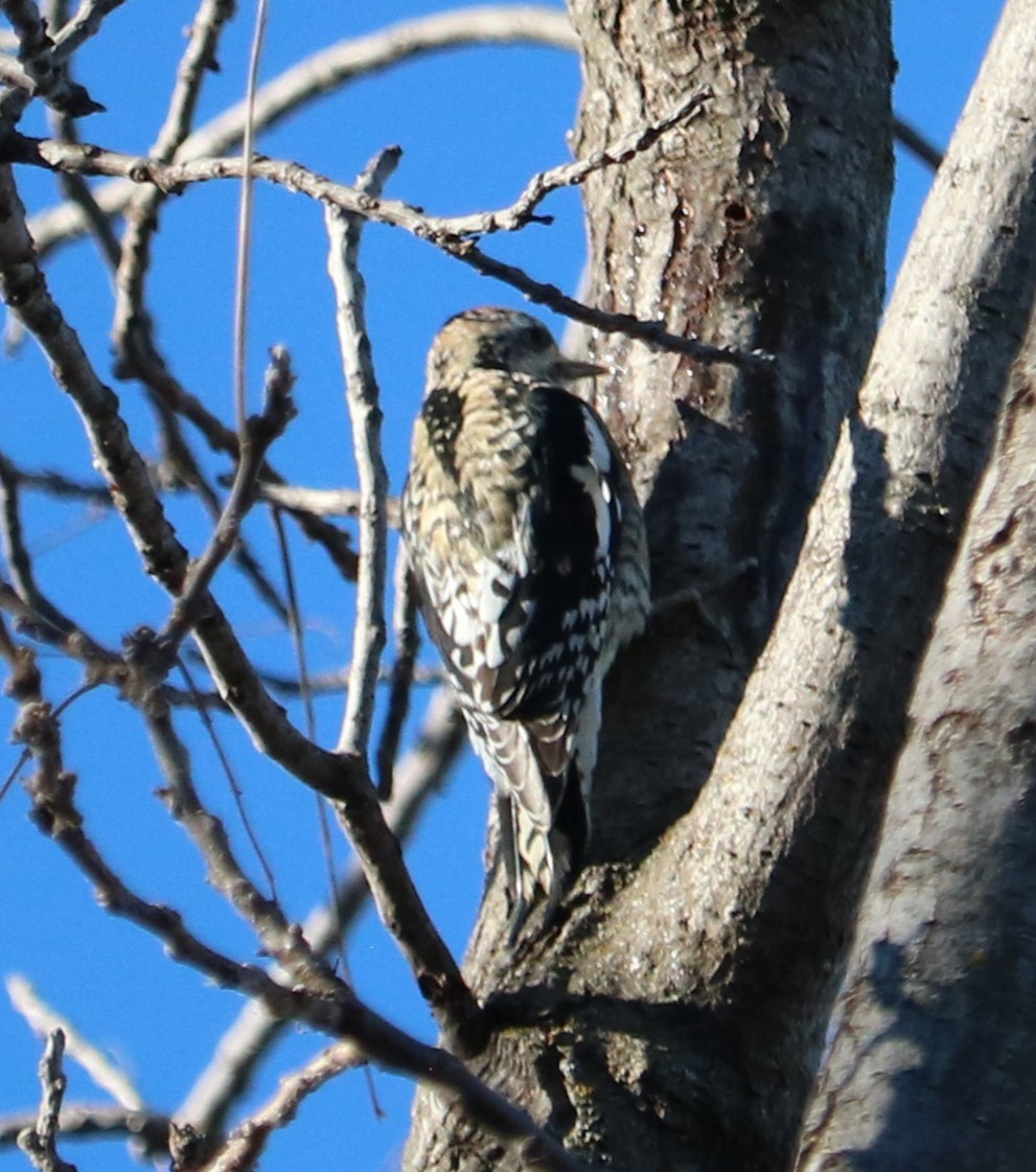Yellow-bellied Sapsucker - ML646374352