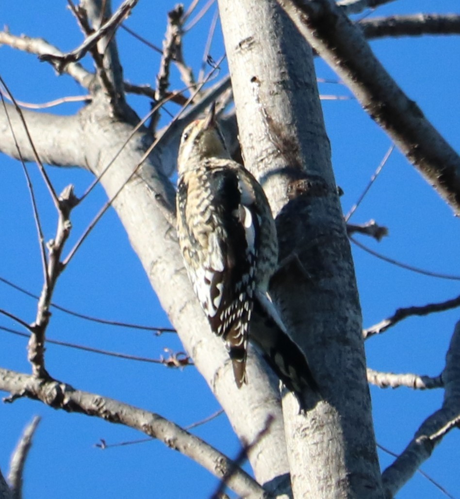 Yellow-bellied Sapsucker - ML646374353