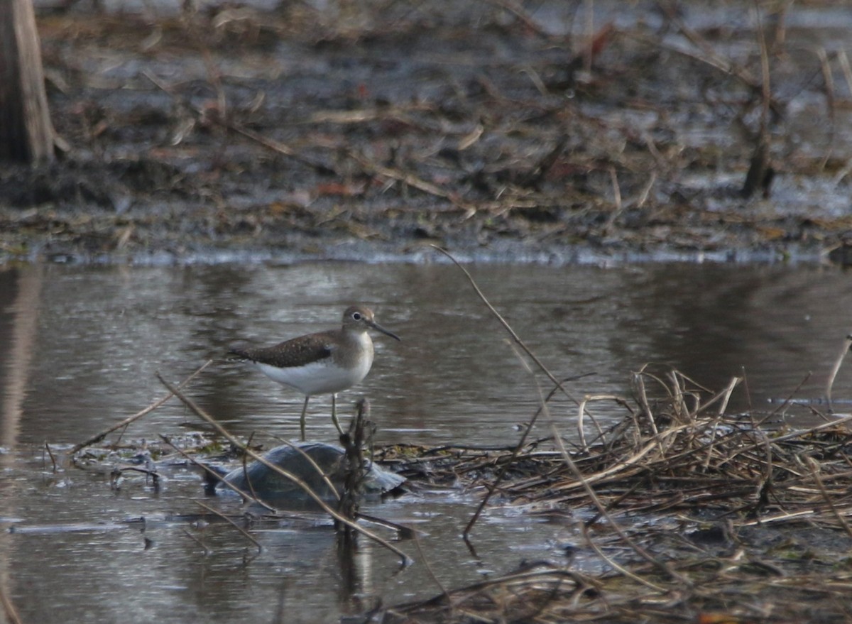 Solitary Sandpiper - ML646374354