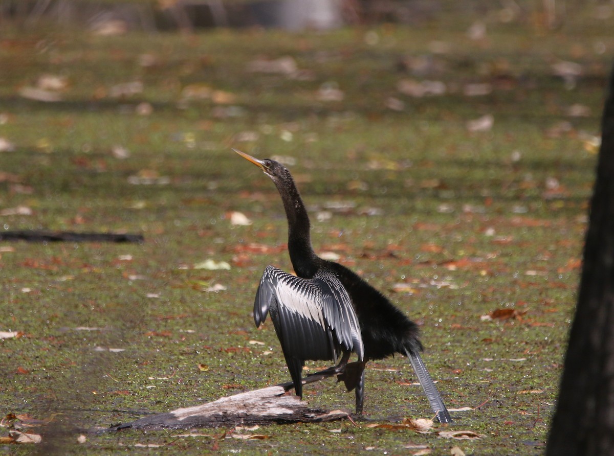 Anhinga - ML646374355