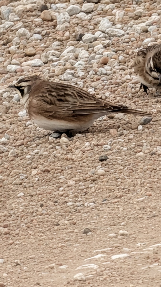 Horned Lark - ML646374356