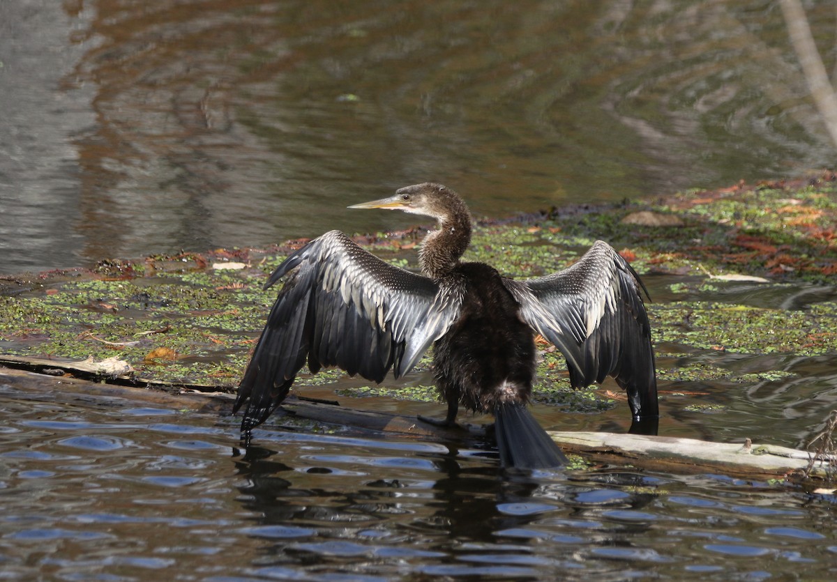 Anhinga - ML646374357
