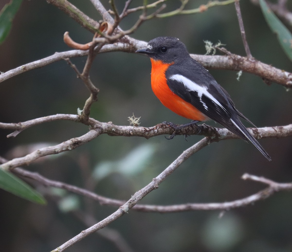 lejsčík ohnivý - ML646374363