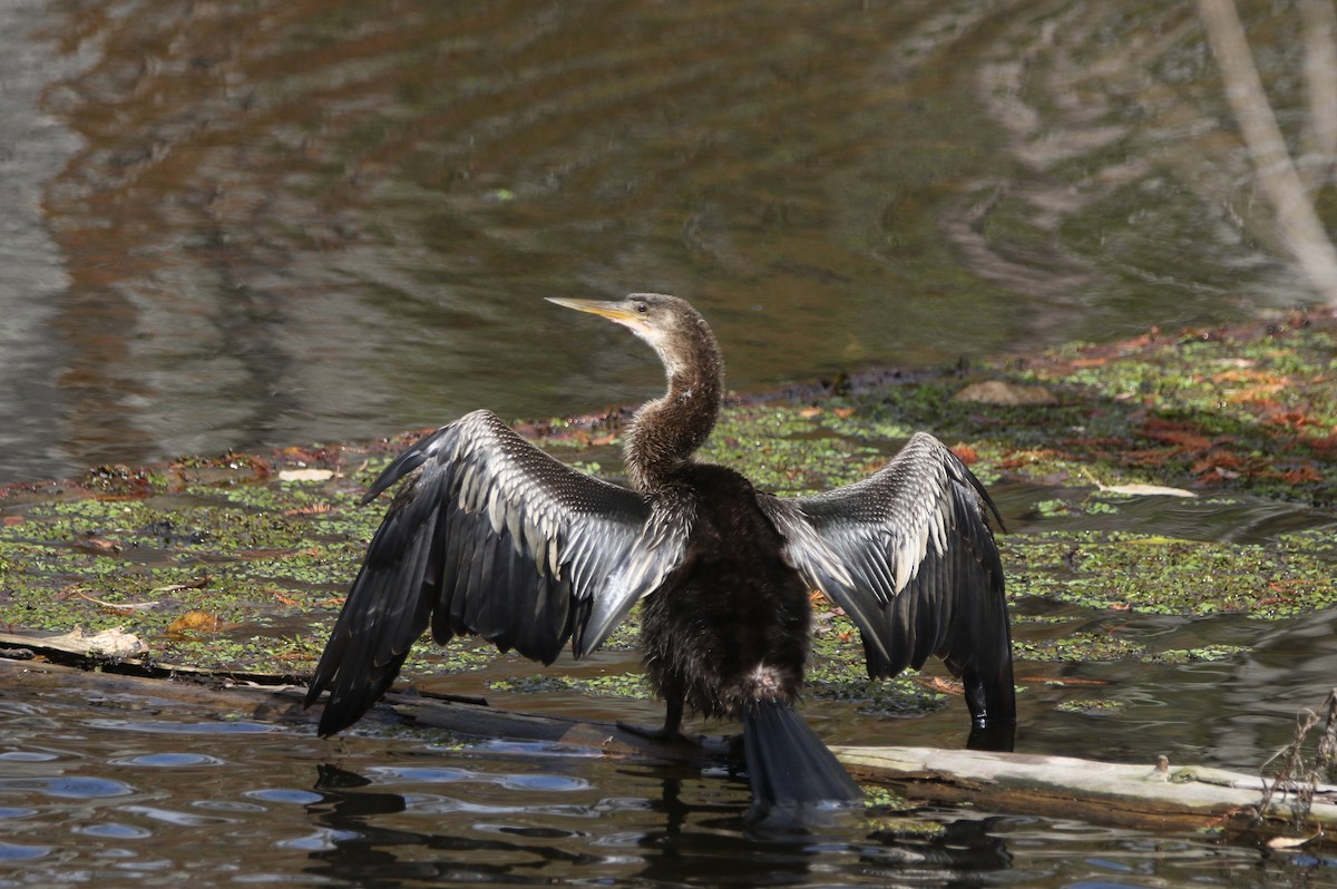 Anhinga - ML646374365