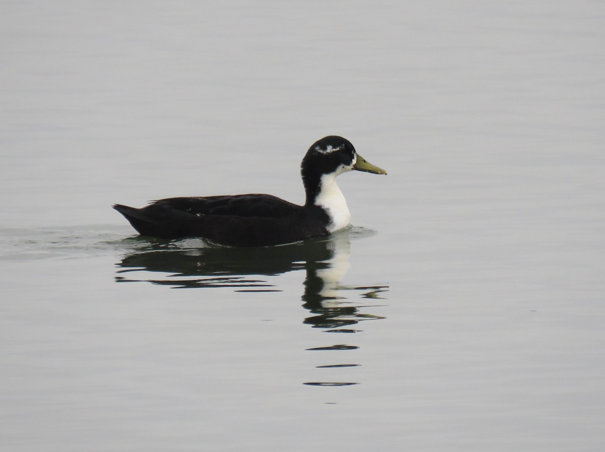 Yeşilbaş (evcil tip) - ML646374366