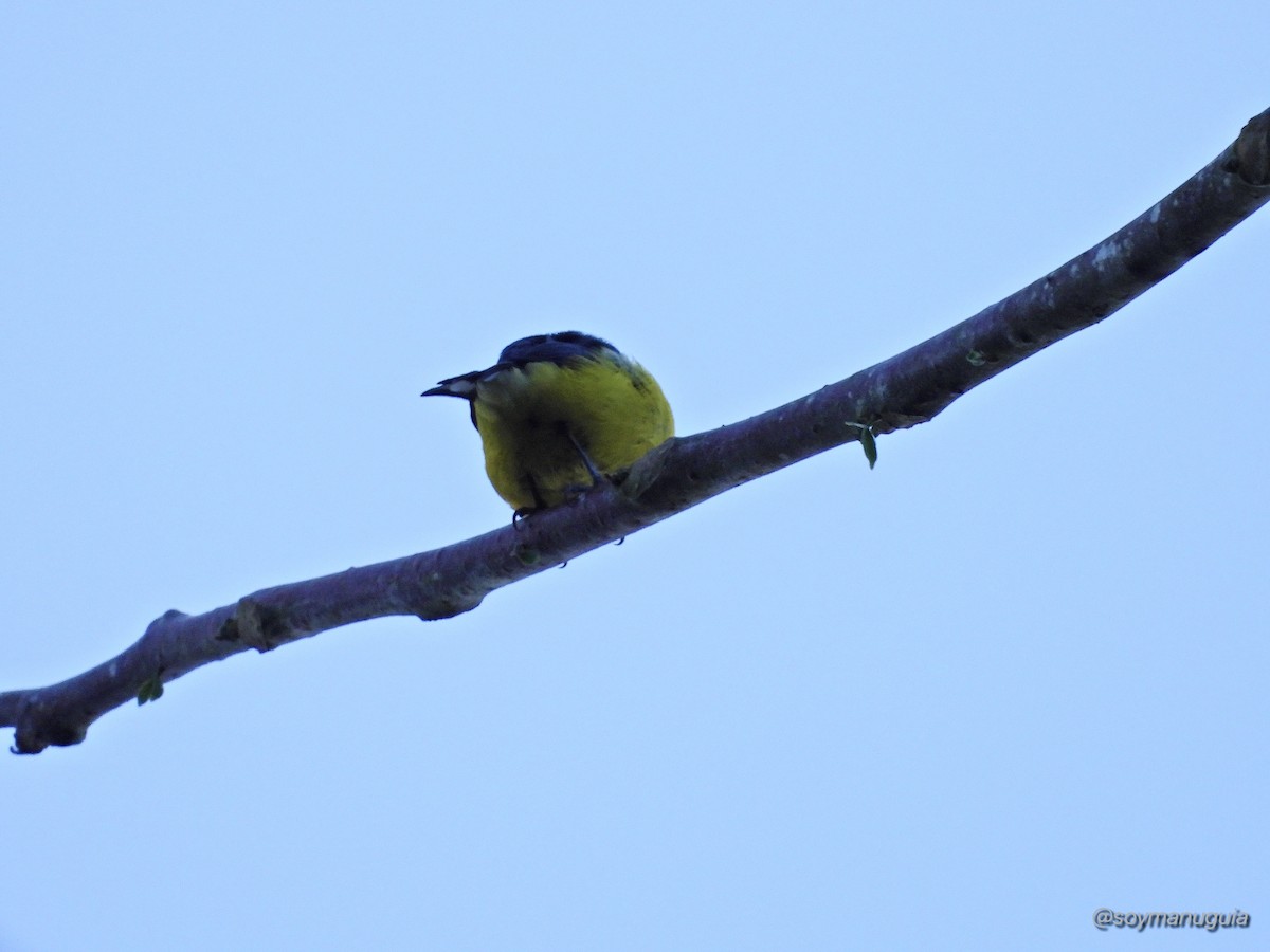Purple-throated Euphonia - ML646374367
