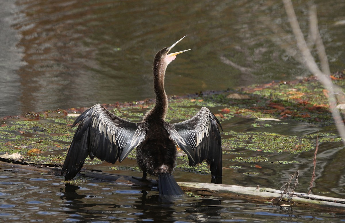 Anhinga - ML646374369