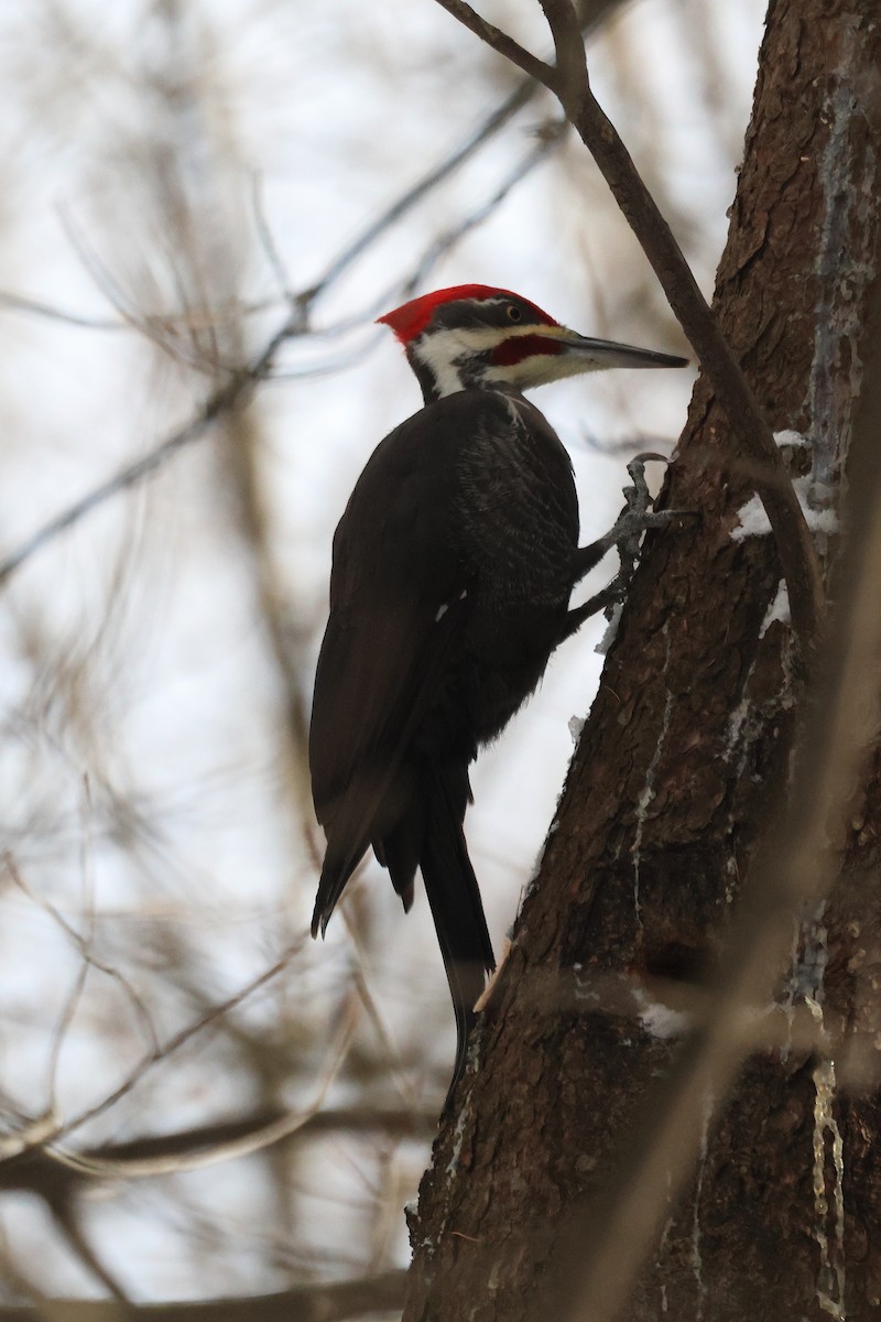 Pileated Woodpecker - ML646374370