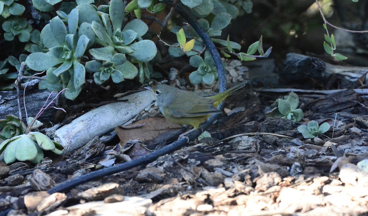 MacGillivray's Warbler - ML646374371
