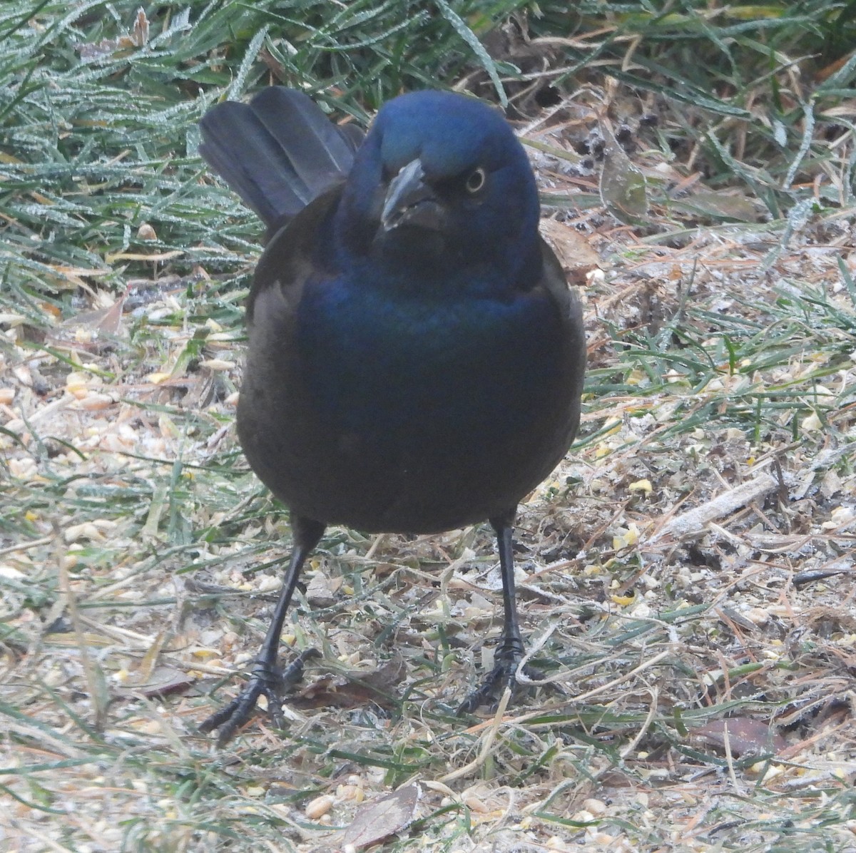 Common Grackle - ML646374372