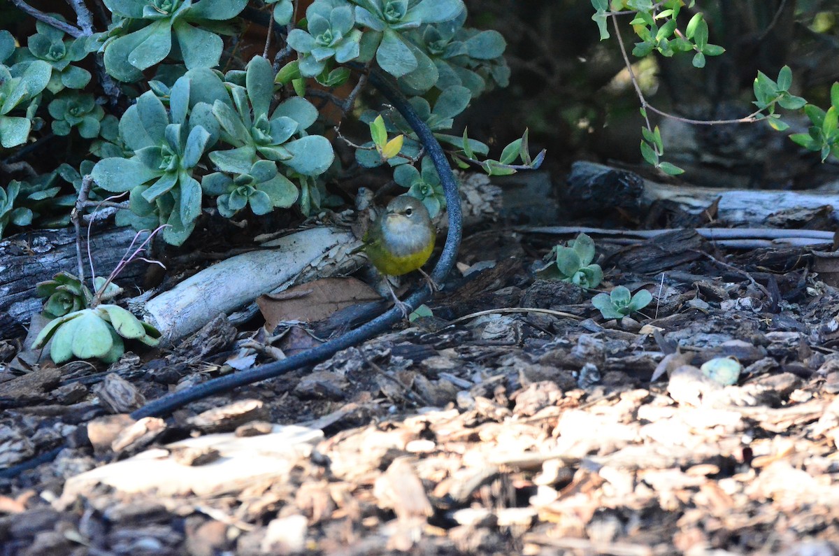 MacGillivray's Warbler - ML646374373