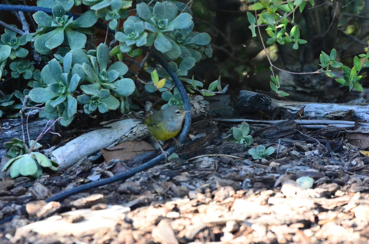MacGillivray's Warbler - ML646374374