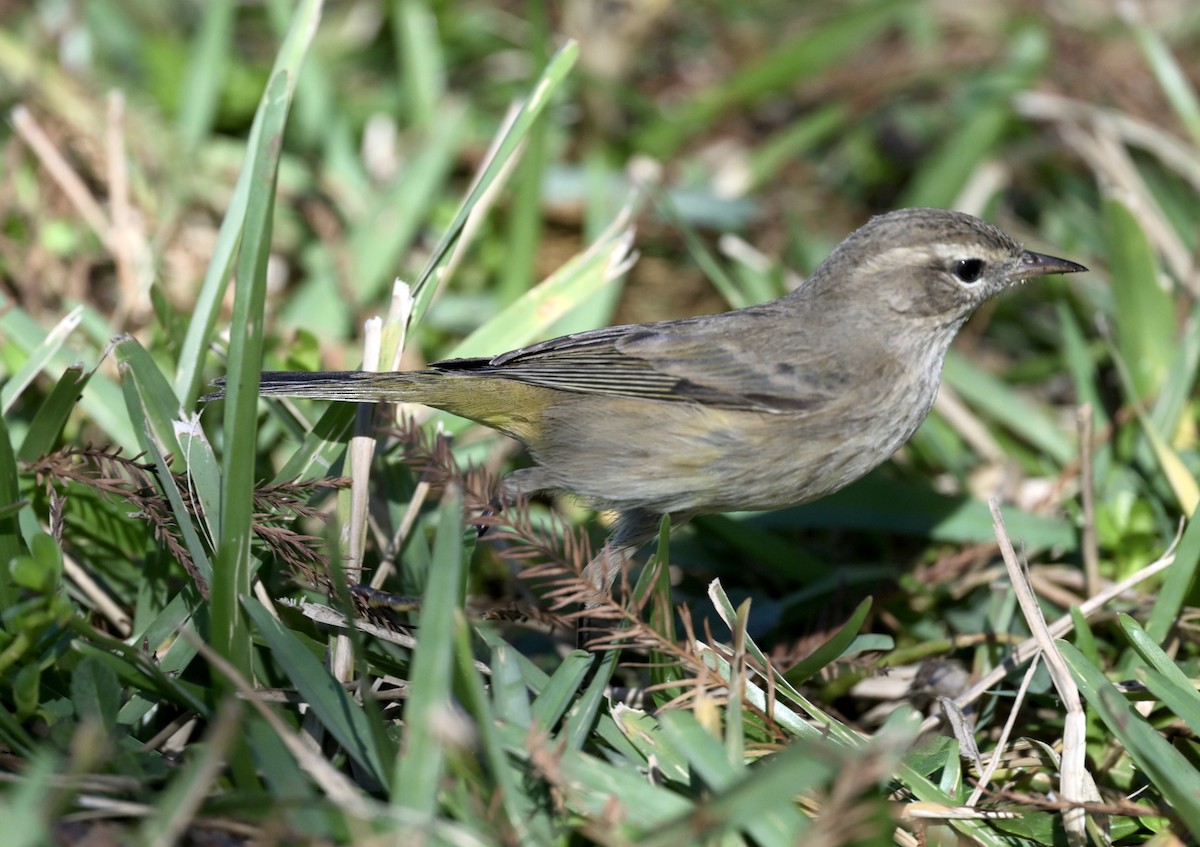 Palm Warbler - ML646374375