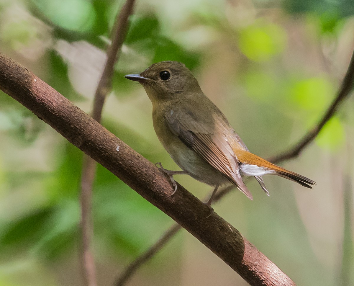 Chinese Blue Flycatcher - ML646374377