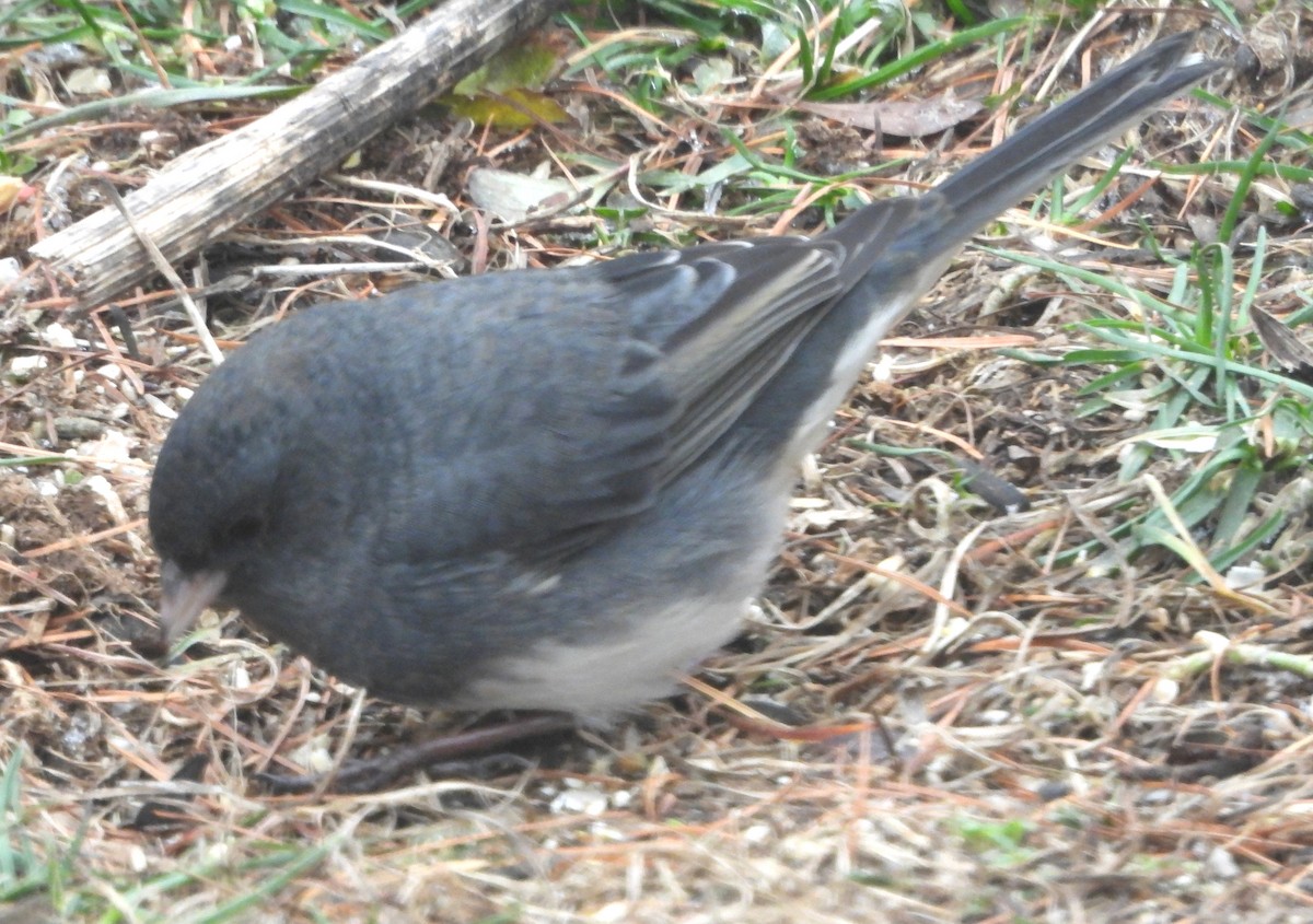 Dark-eyed Junco - ML646374380