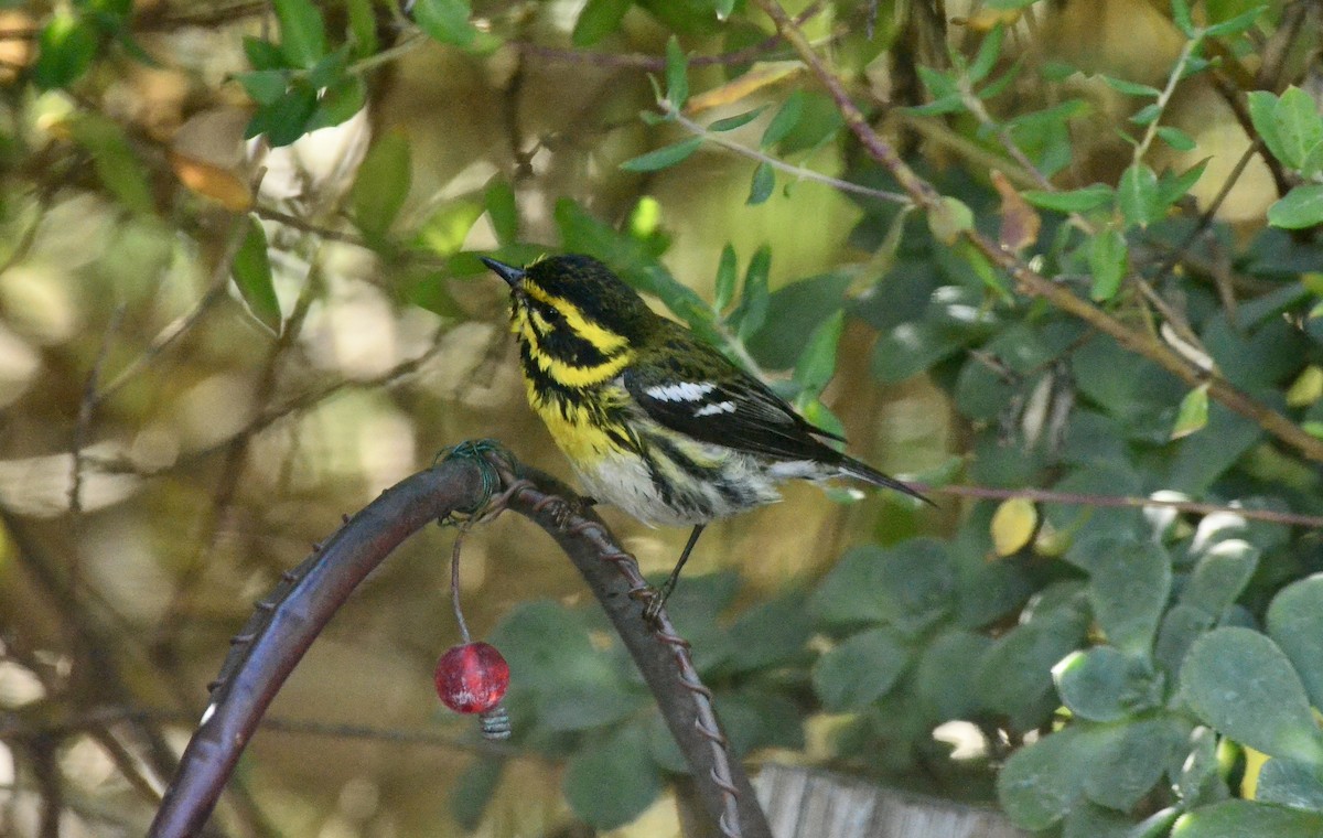 Townsend's Warbler - ML646374382
