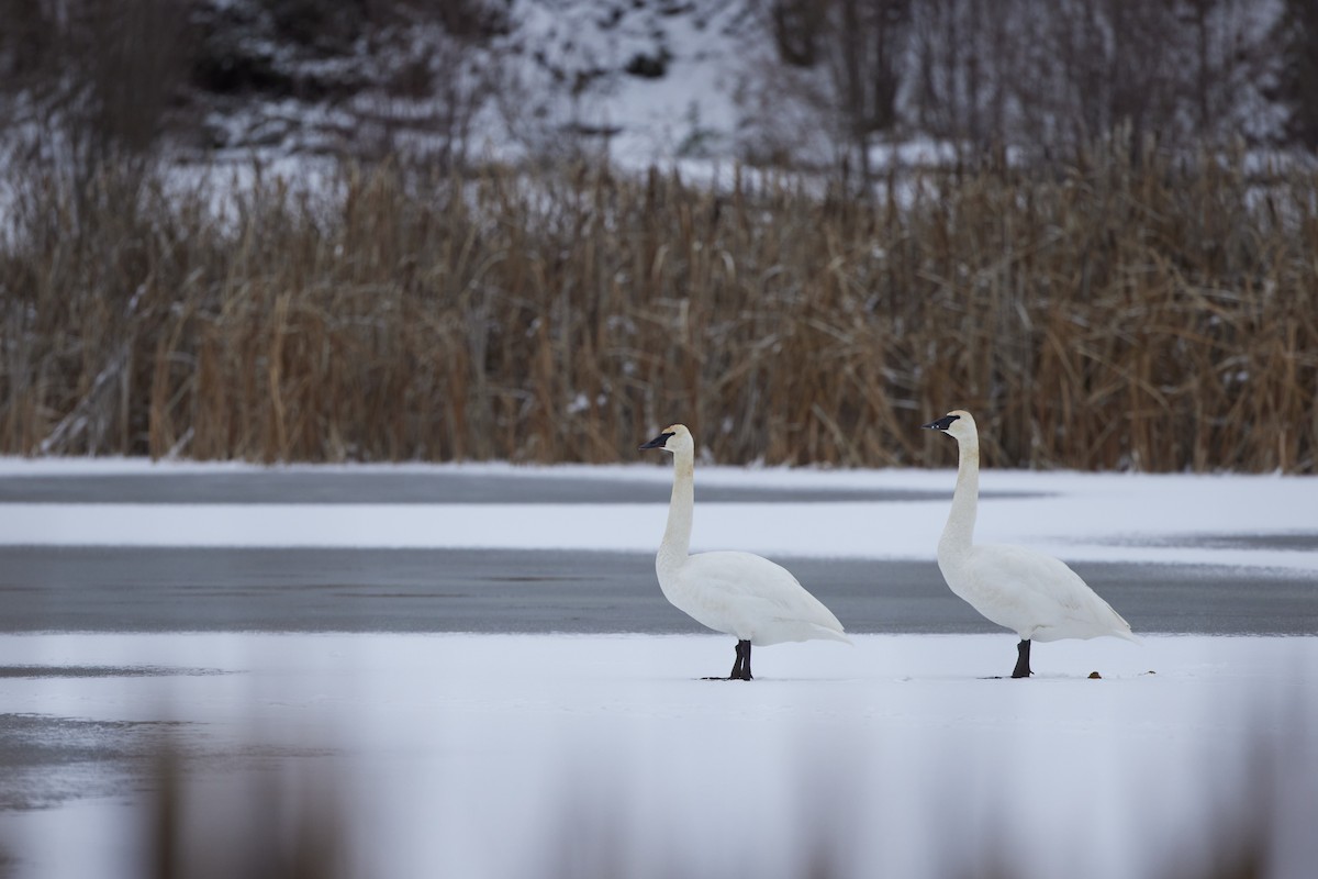 Trumpeter Swan - ML646374383