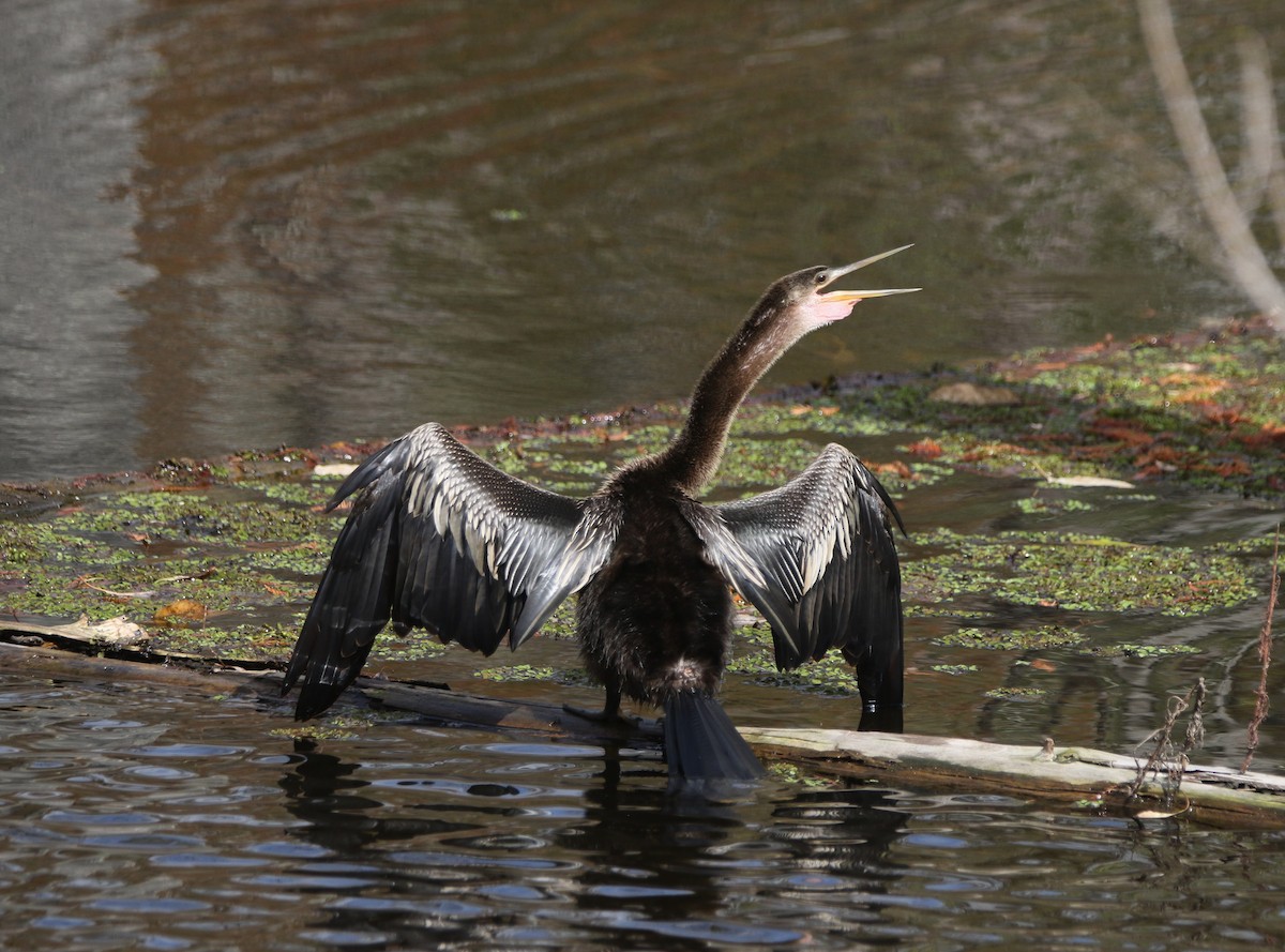 Anhinga - ML646374384