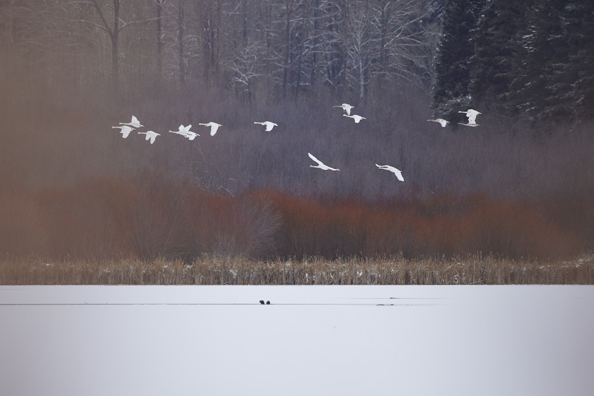 Trumpeter Swan - ML646374385